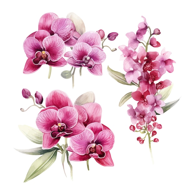 Vector flor de orquídea conjunto ilustración acuarela