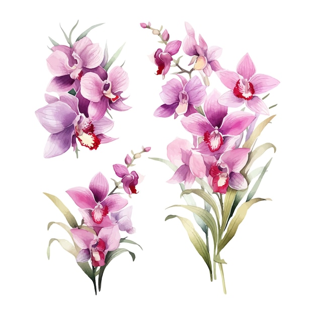 flor de orquídea conjunto ilustración acuarela