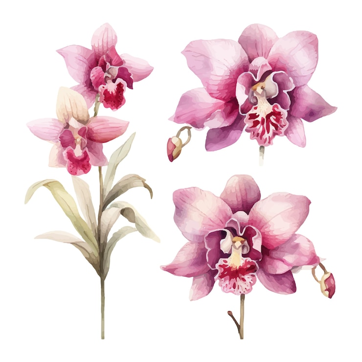 Vector flor de orquídea conjunto ilustración acuarela