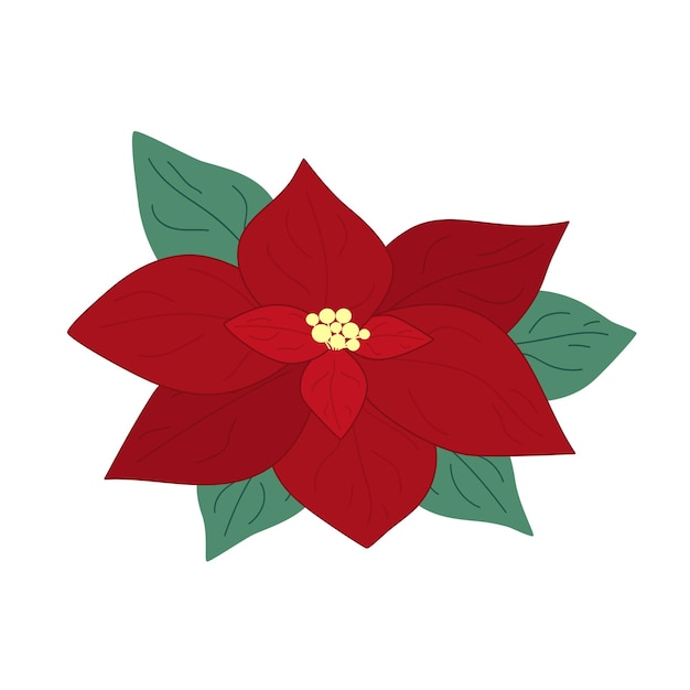 Vector flor de pascua de navidad dibujada a mano con hojas aisladas sobre fondo blanco ilustración de boceto de garabato decorativo elemento floral vectorial