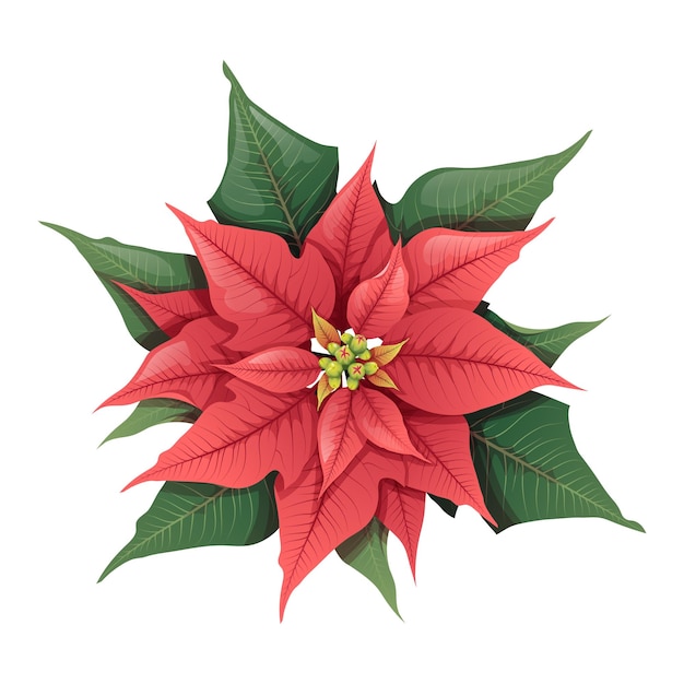 Flor de pascua roja de navidad sobre un fondo aislado elemento festivo floral para decoración decoración de año nuevo estado de ánimo festivo ilustración de vacaciones de vector