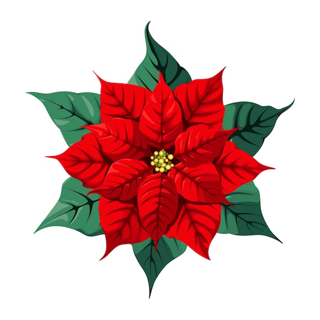 Una flor de pascua roja sobre un fondo blanco Decoración navideña Ilustración vectorial