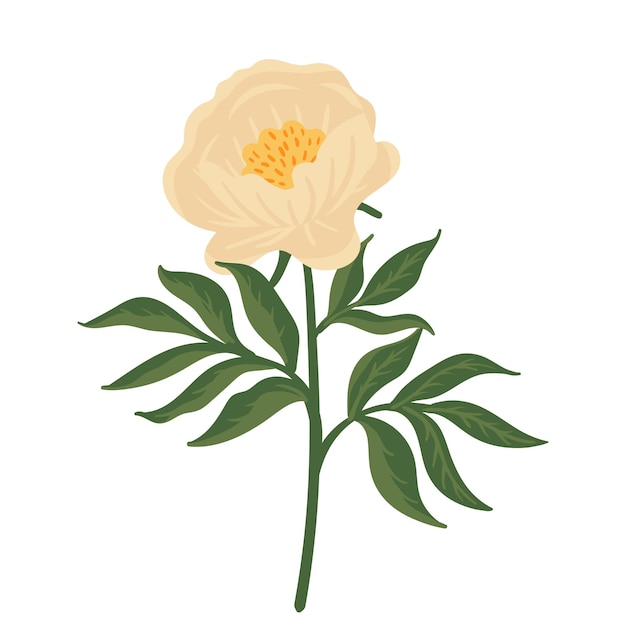 Flor de peonía beige Elemento floral aislado vector ilustración botánica para invitación de boda