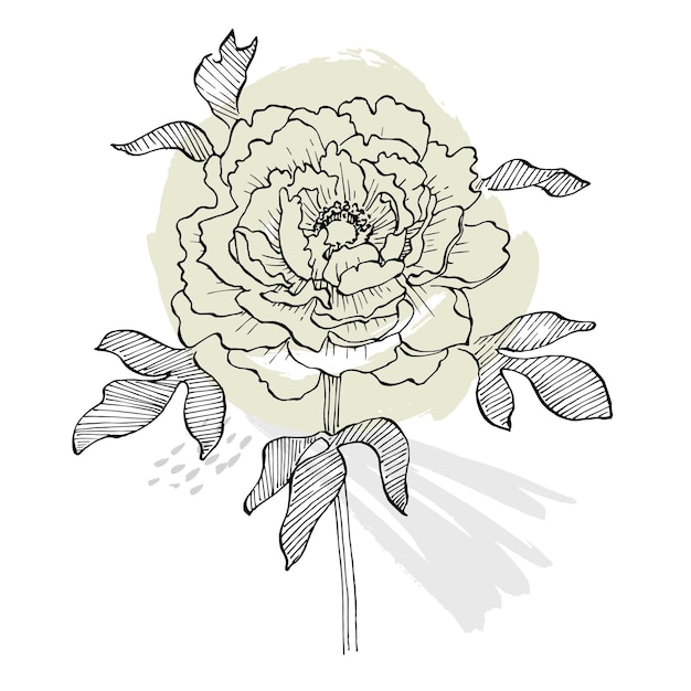 Flor de peonía. Botánico floral.