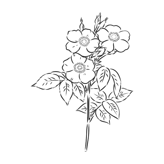 Flor de peonía de vector aislado sobre fondo blanco Elemento de diseño Handdrawn