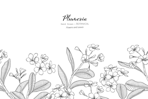 Vector flor de plumeria de patrones sin fisuras y hojas dibujadas a mano ilustración botánica con arte lineal.