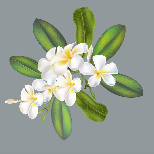 Flor de ramo de plumeria aislado