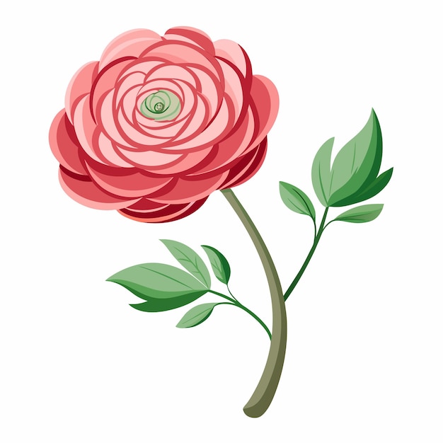 La flor del ranúnculo