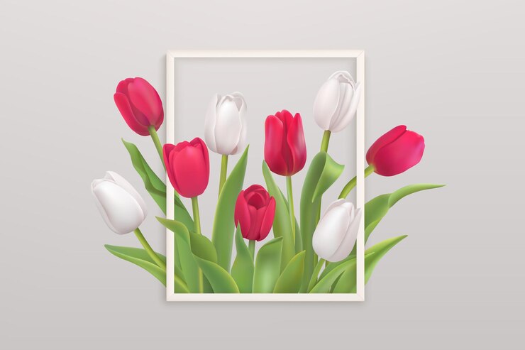 Vector flor realista con tulipanes blancos y rojos en un marco blanco