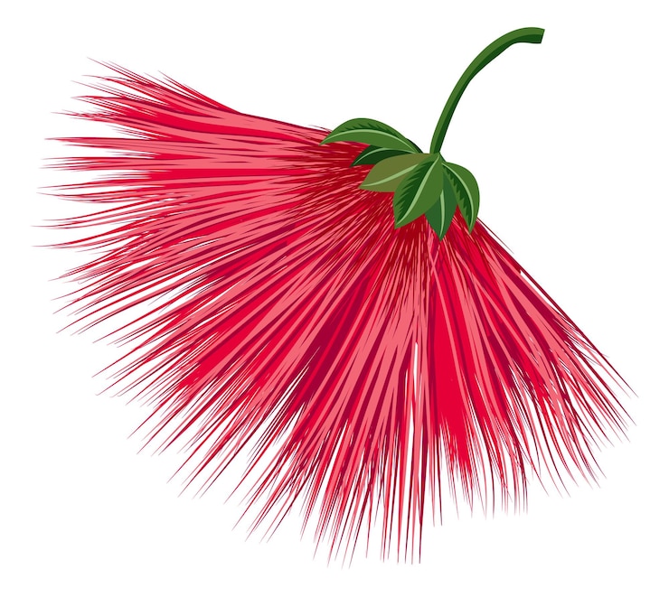 Vector flor roja de fuegos artificiales flor de planta calliandra exótica aislada sobre fondo blanco