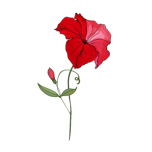 Flor roja petunia dibujada a mano ilustración.