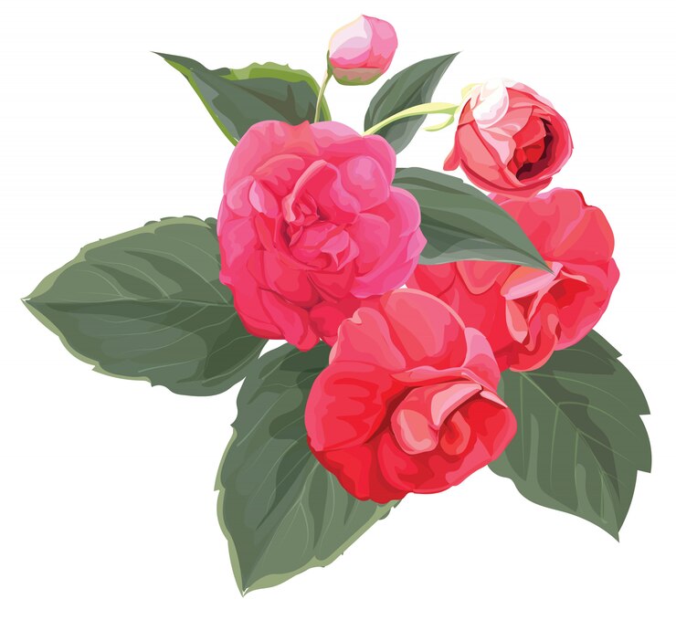 Vector flor rosa multiflora