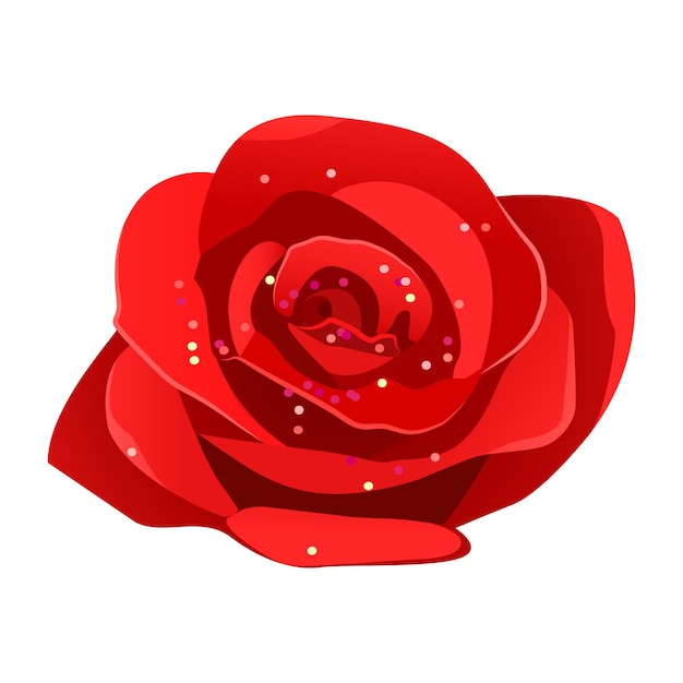 La flor de la rosa roja en flor aislada sobre un fondo blanco