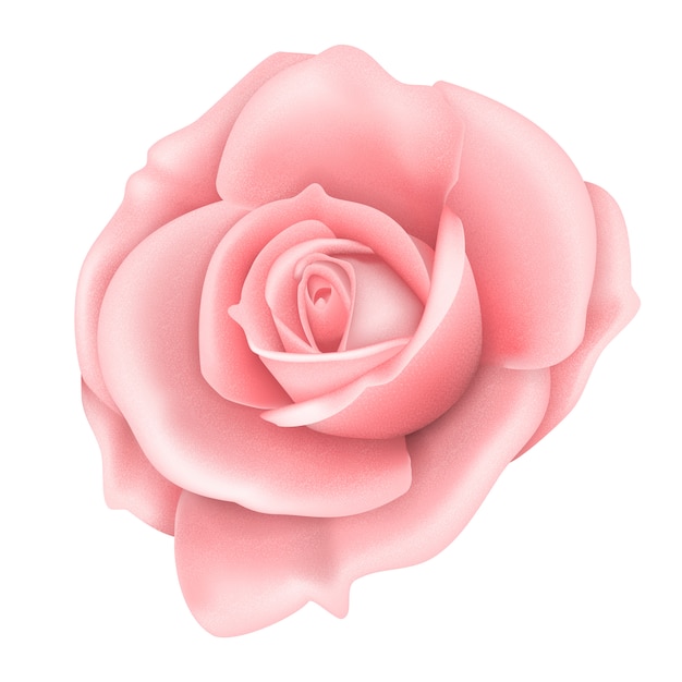 La flor de la rosa rosa aislada en el blanco