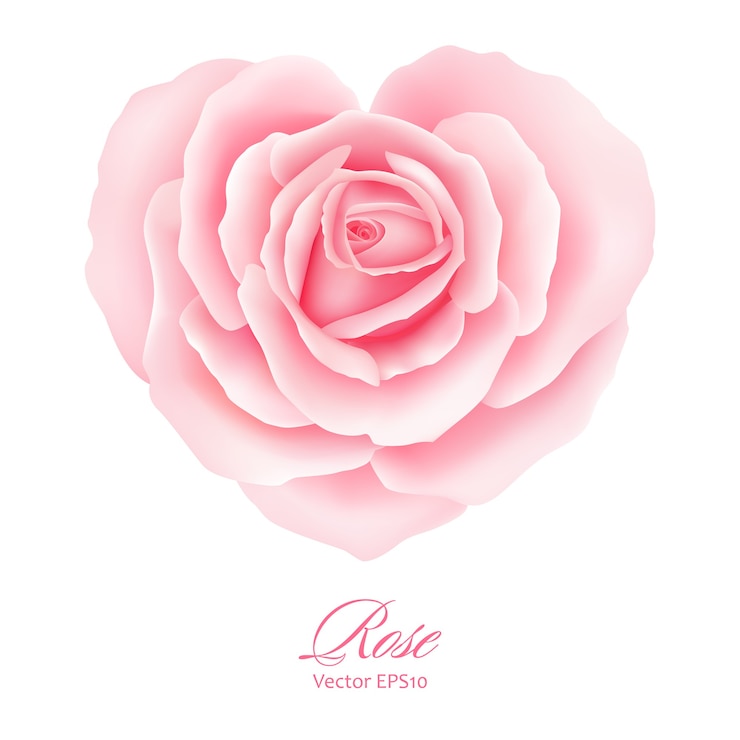 Vector flor rosa rosa en forma de corazón. ilustración