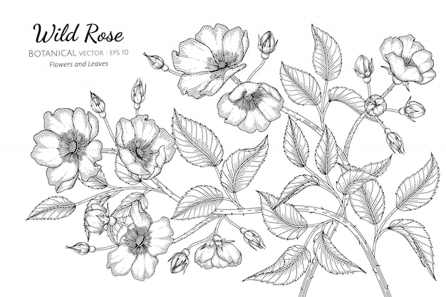 Flor de rosa salvaje y hojas dibujadas a mano ilustración botánica con arte lineal en blanco