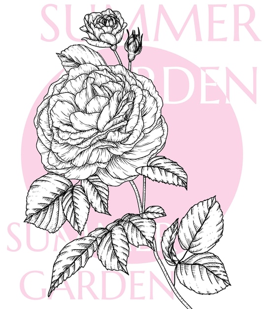 Flor de rosa de té en estilo grabado