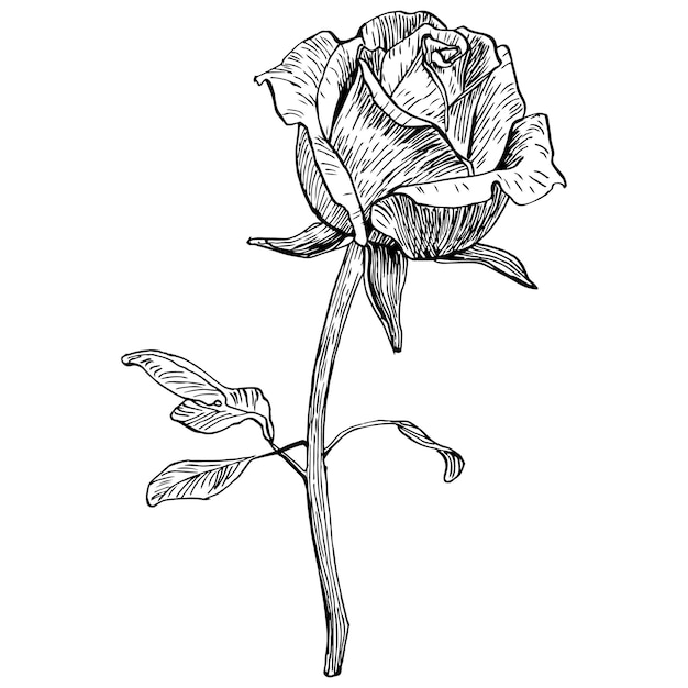 Flor rosa.
