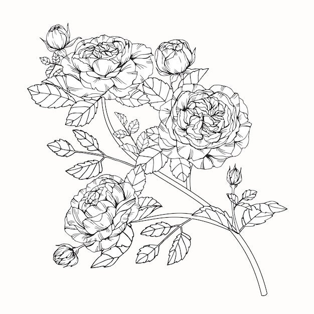 La flor de la rosa