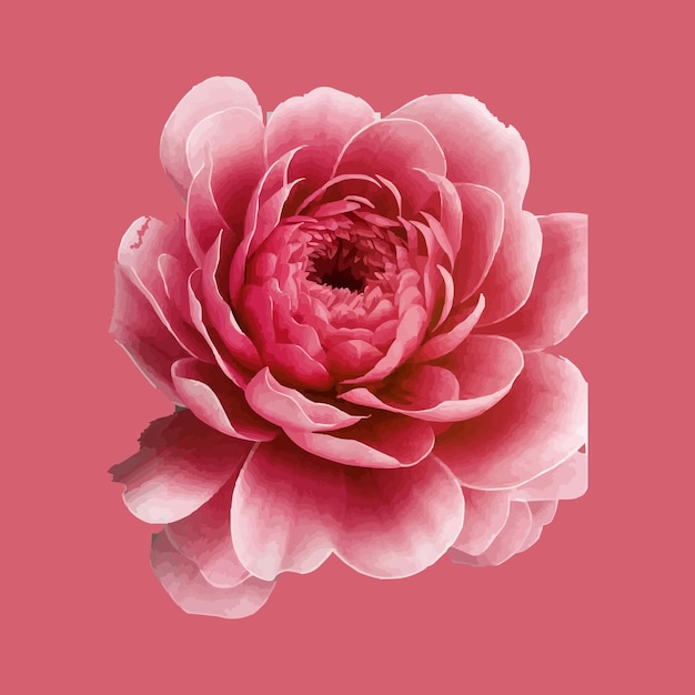 una flor rosada con un fondo rosado que