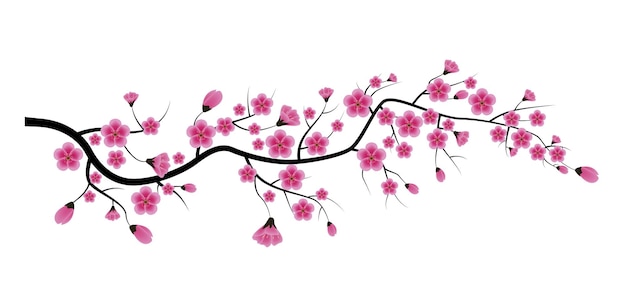 Flor de sakura, aislado