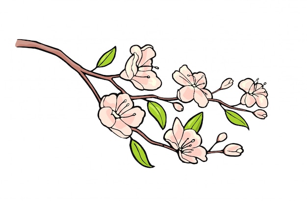 Flor de Sakura. Rama de cerezo con flores y capullos. Pétalos cayendo.