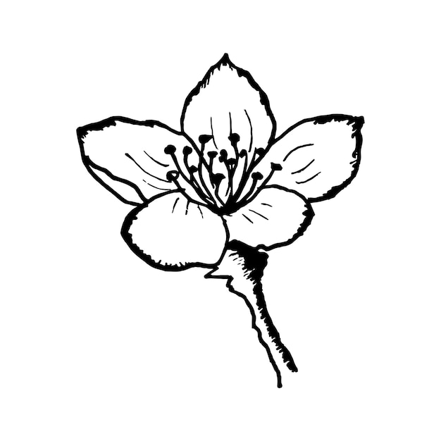 Flor de sakura vectorial. Hermoso diseño floral de garabatos, dibujo a tinta. Rama dibujada a mano de sakura