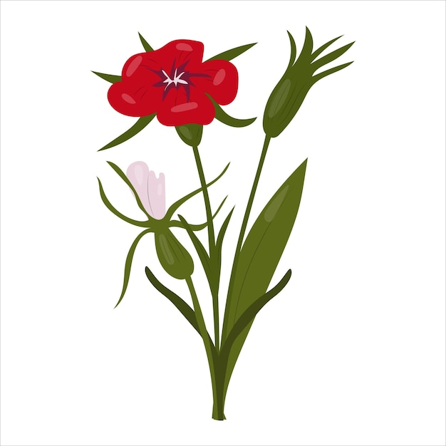 Flor silvestre roja con un tallo y hojas sobre un fondo blanco