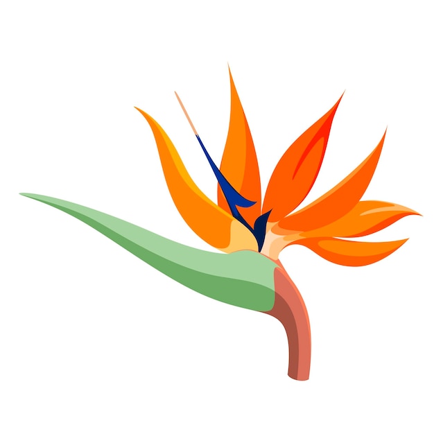 Flor strelitzia sobre un fondo blanco. diseño de dibujos animados.