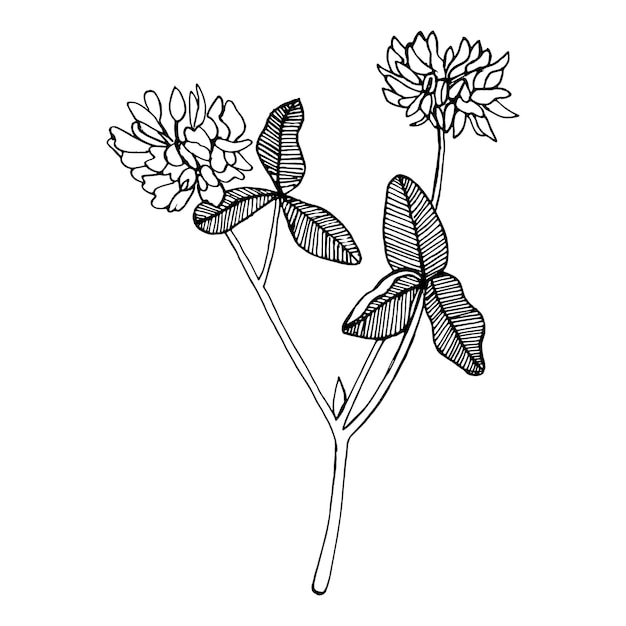 Flor de trébol dibujada a mano. negro sobre blanco. elementos decorativos de una sola flor. ilustración vectorial