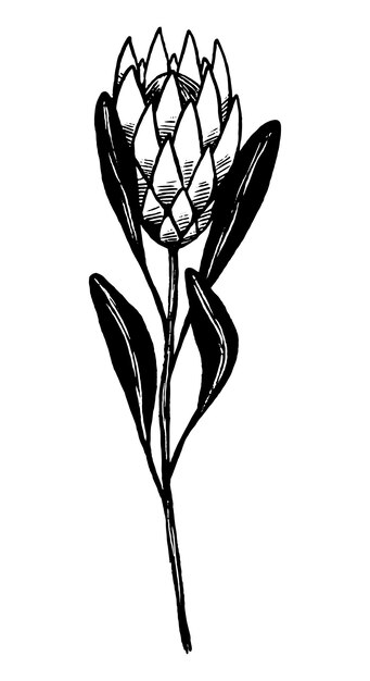 Flor tropical de protea. Ilustración de vector de plantas exóticas. Clipart botánico vintage aislado en blanco. Elemento abstracto para diseño, tarjetas, impresión, decoración.