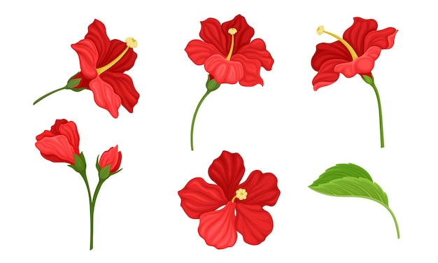 Flor tropical roja de hibisco con pétalos grandes y un conjunto vectorial de hojas fibrosas verdes