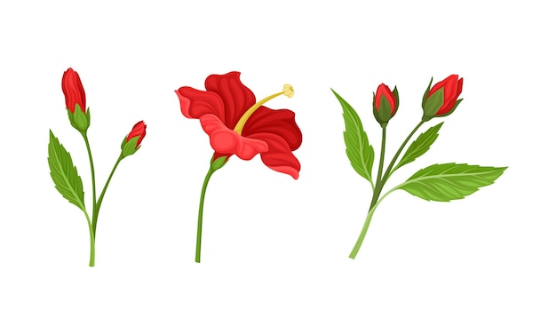 Flor tropical roja de hibisco con pétalos grandes y un conjunto vectorial de hojas fibrosas verdes