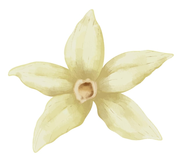 Flor de vainilla Acuarela ilustración dibujada a mano de especias de alimentos a base de hierbas sobre fondo blanco aislado Dibujo de orquídea beige floreciente para aceite esencial o cosmético natural Ingrediente aromático