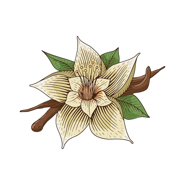 Flor de vainilla e ingredientes dibujados a mano