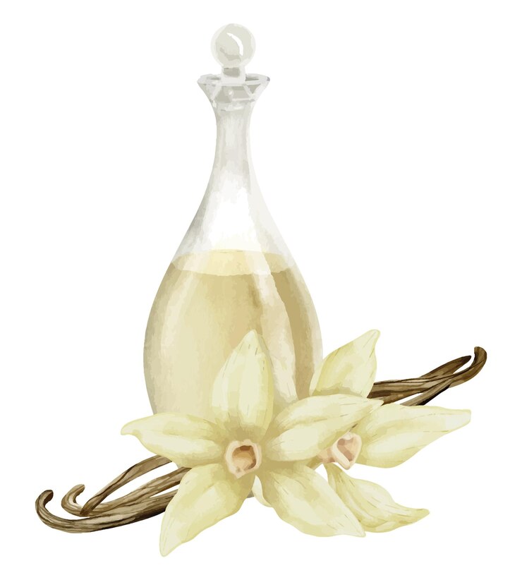 Vector flor de vainilla con frasco de vidrio ilustración de acuarela dibujada a mano de ingrediente floral y decantador sobre fondo blanco aislado para aceite esencial o aromaterapia jarra con palitos florales