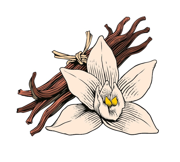 Flor de vainilla y palos o vainas aisladas sobre fondo blanco ingrediente de especias aromáticas grabado s