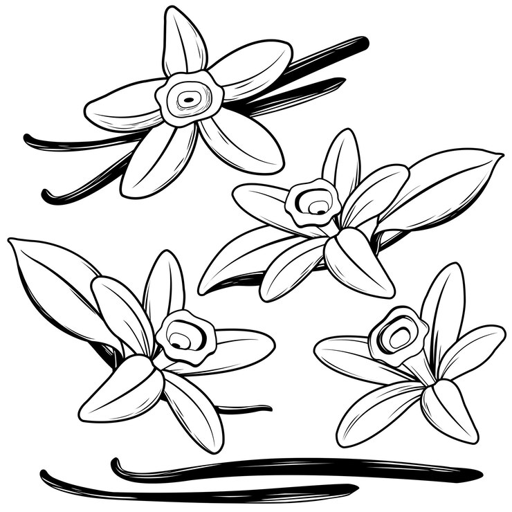 Vector flor de vainilla con palos de vainilla secos hermosas cápsulas de flores de vainilla aromáticas