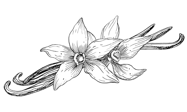 Flor de vainilla con palos Vector dibujado a mano ilustración de flor de orquídea y vainas sobre fondo blanco aislado Dibujo de contorno de especias para cocinar o aceites aromáticos Bosquejo negro en estilo de arte lineal