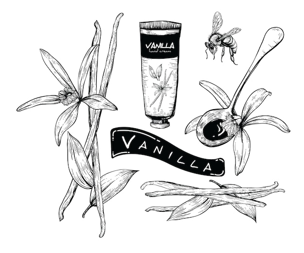 Vector flor de vainilla