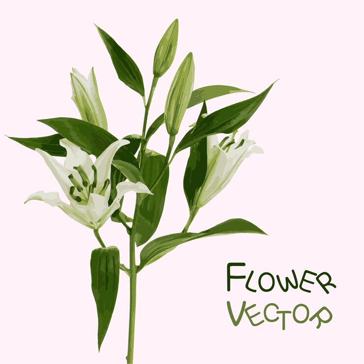 flor, vector, 2