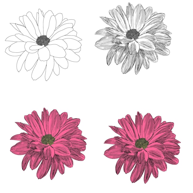 flor de vector rosa con contorno