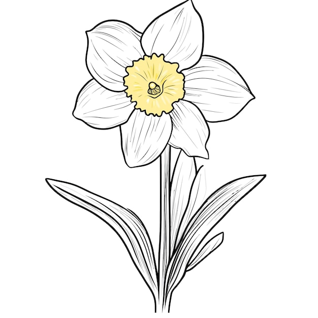 Flor vectora de los narcisos