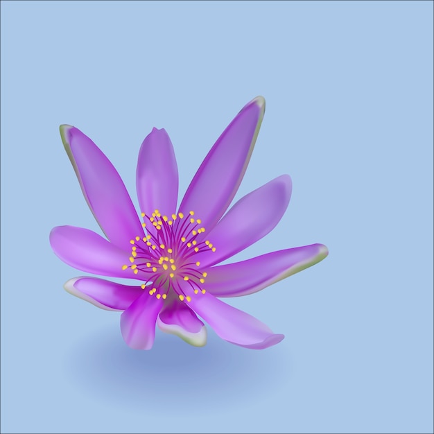 Flor violeta con sombra sobre fondo azul