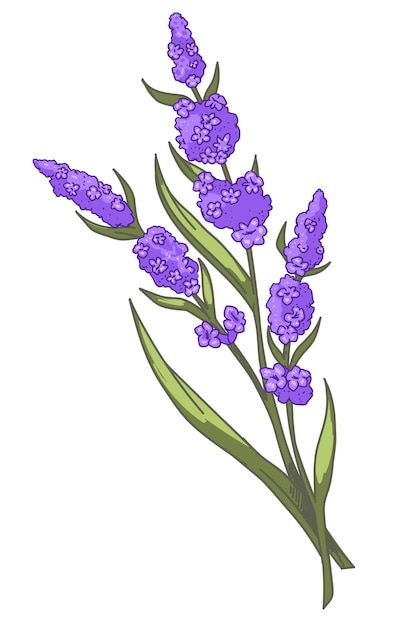 Floreciente planta de lavanda, rama con hojas y tiernos pétalos