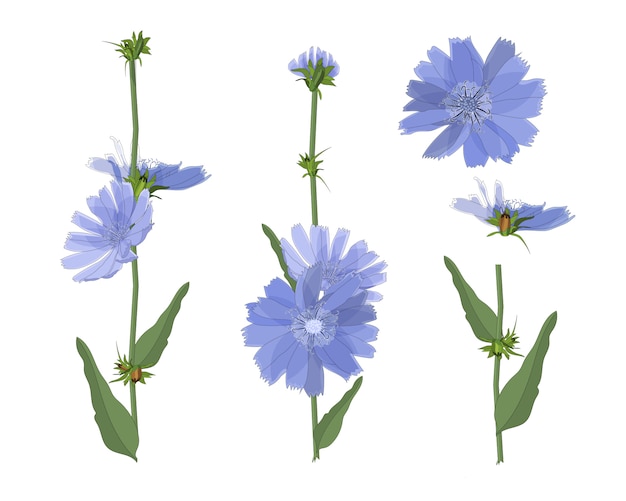 Flores de achicoria azul con tallo y hojas. elementos florales aislados