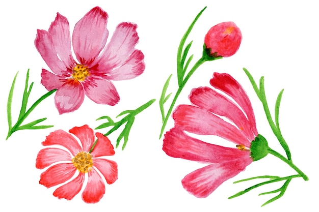 Flores de acuarela con follaje. flor de rosa rosa rubor diy, elementos individuales de hojas verdes.