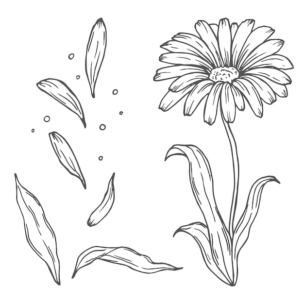 flores de aléndula dibujado con líneas de arte flores de margarita contorno elementos de diseño floral aislados en fondo blanco ilustración vectorial de flores dibujadas a mano brotes y hojas