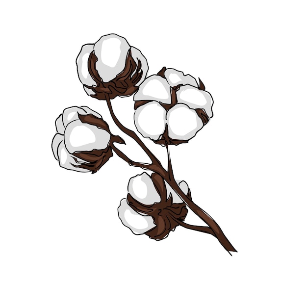 Vector flores de algodón blanco en una rama dibujo de dibujos animados de libro abierto sobre un fondo blanco