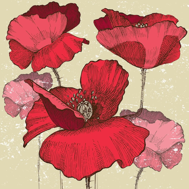 Vector flores de amapola en estilo vintage